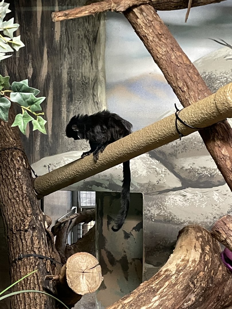 10/11/2024 - Goeldi's Marmoset