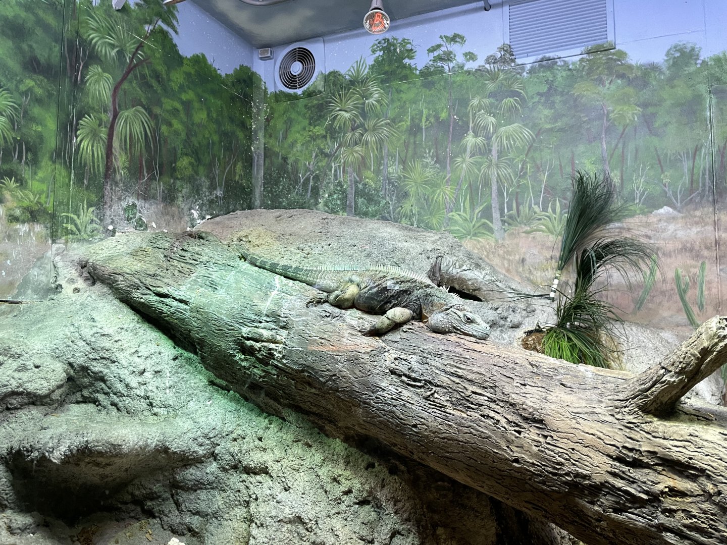 10/11/2024 - Grand Cayman Blue Iguana