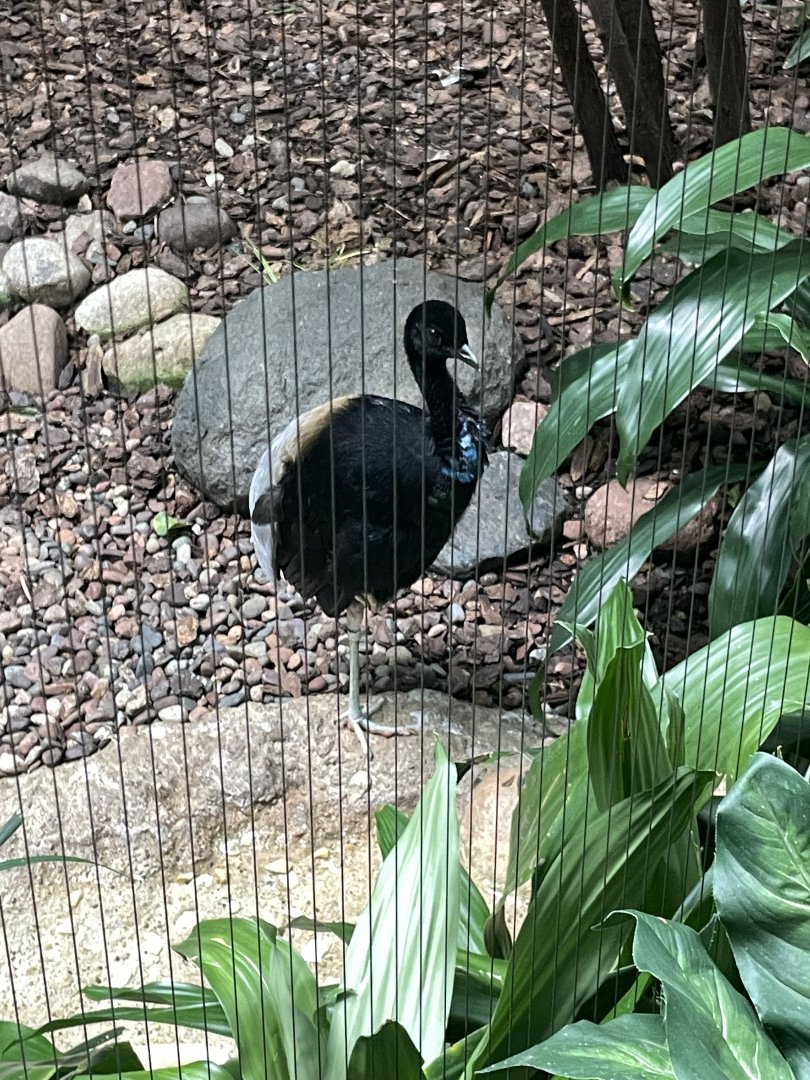 10/11/2024 - Gray-Winged Trumpeter