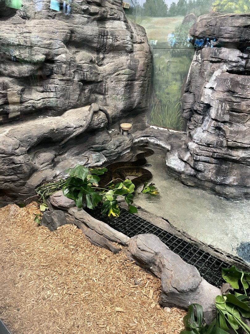 10/11/2024 - Green Anaconda