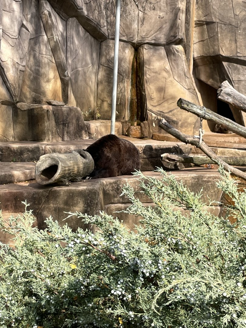 10/11/2024 - Grizzly Bear