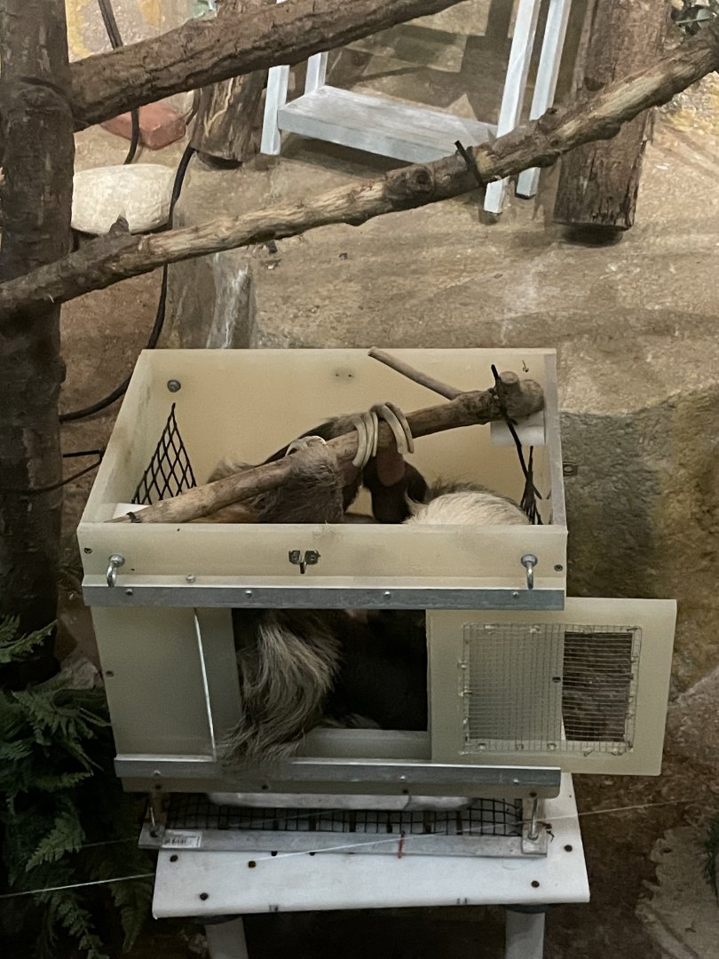 10/11/2024 - Hoffmann's Two-Toed Sloth