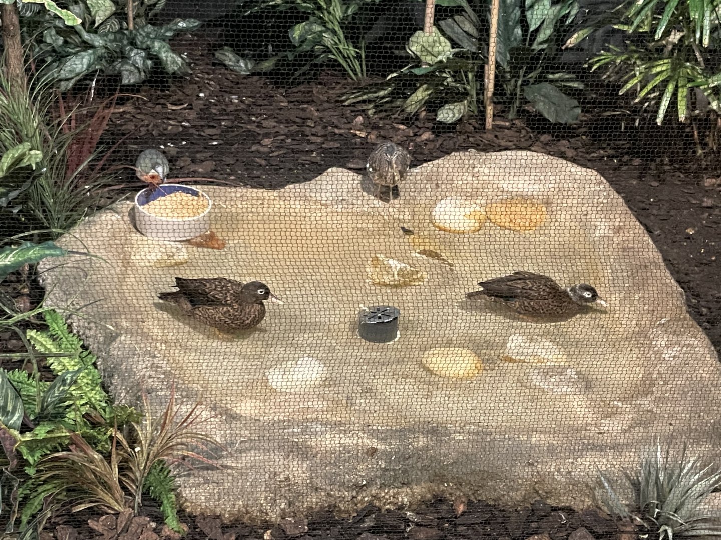 10/11/2024 - Laysan Teals, Luzon Bleeding-Heart, and Sunbittern