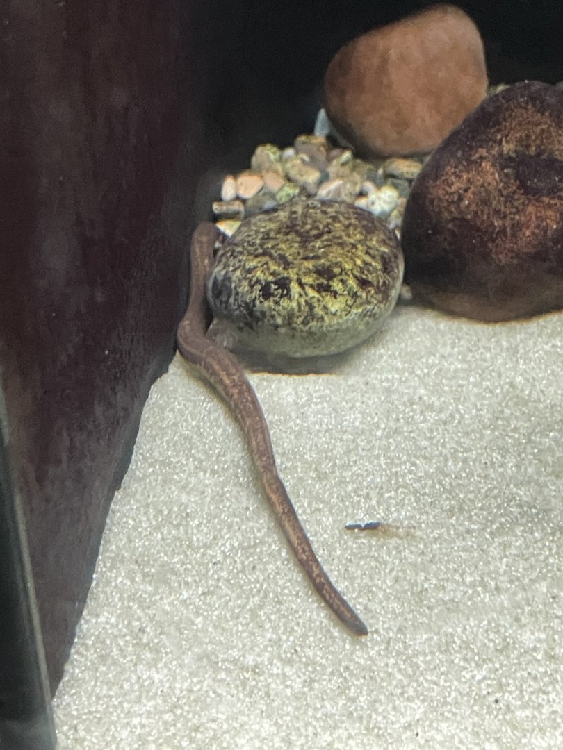 10/11/2024 - Northern Dwarf Siren