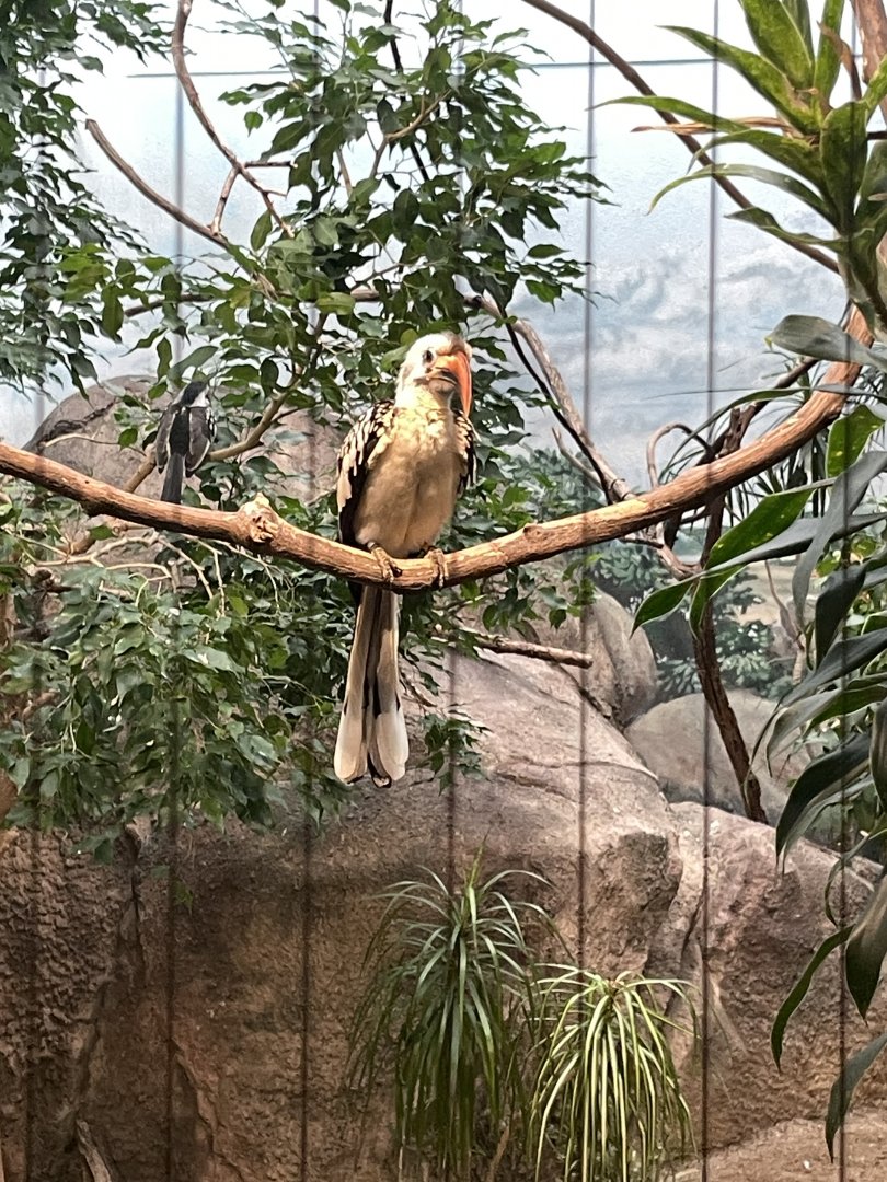 10/11/2024 - Northern Red-Billed Hornbill