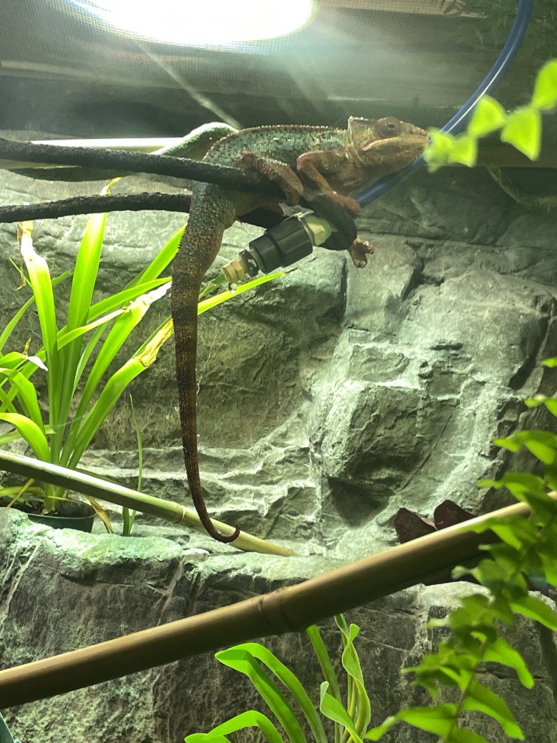 10/11/2024 - Panther Chameleon