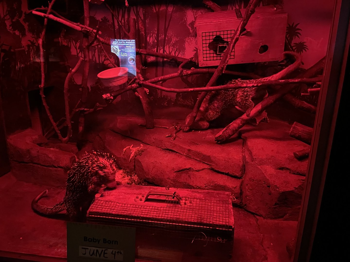 10/11/2024 - Prehensile-Tailed Porcupines