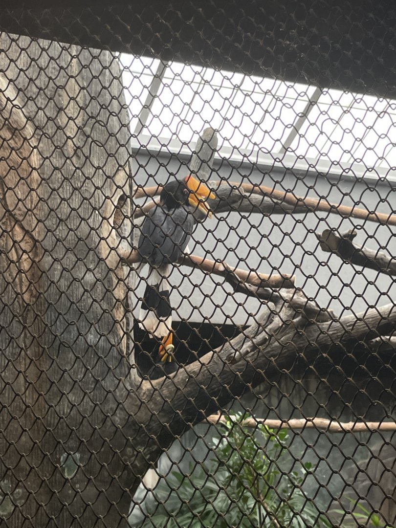 10/11/2024 - Rhinoceros Hornbills