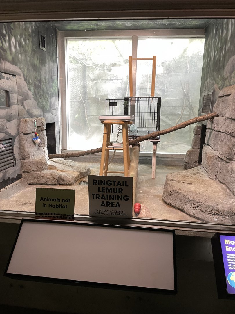 10/11/2024 - Ringtail Lemur Training Area