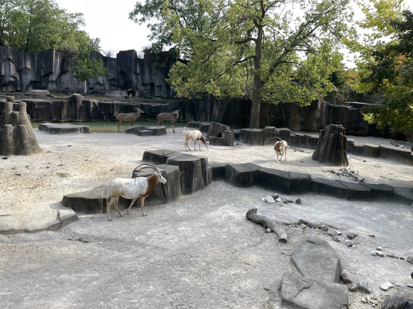 10/11/2024 - Scimitar-Horned Oryxes + Greater Kudu