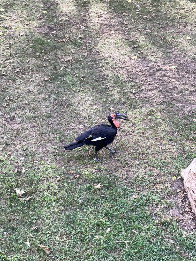 10/11/2024 - Southern Ground Hornbill