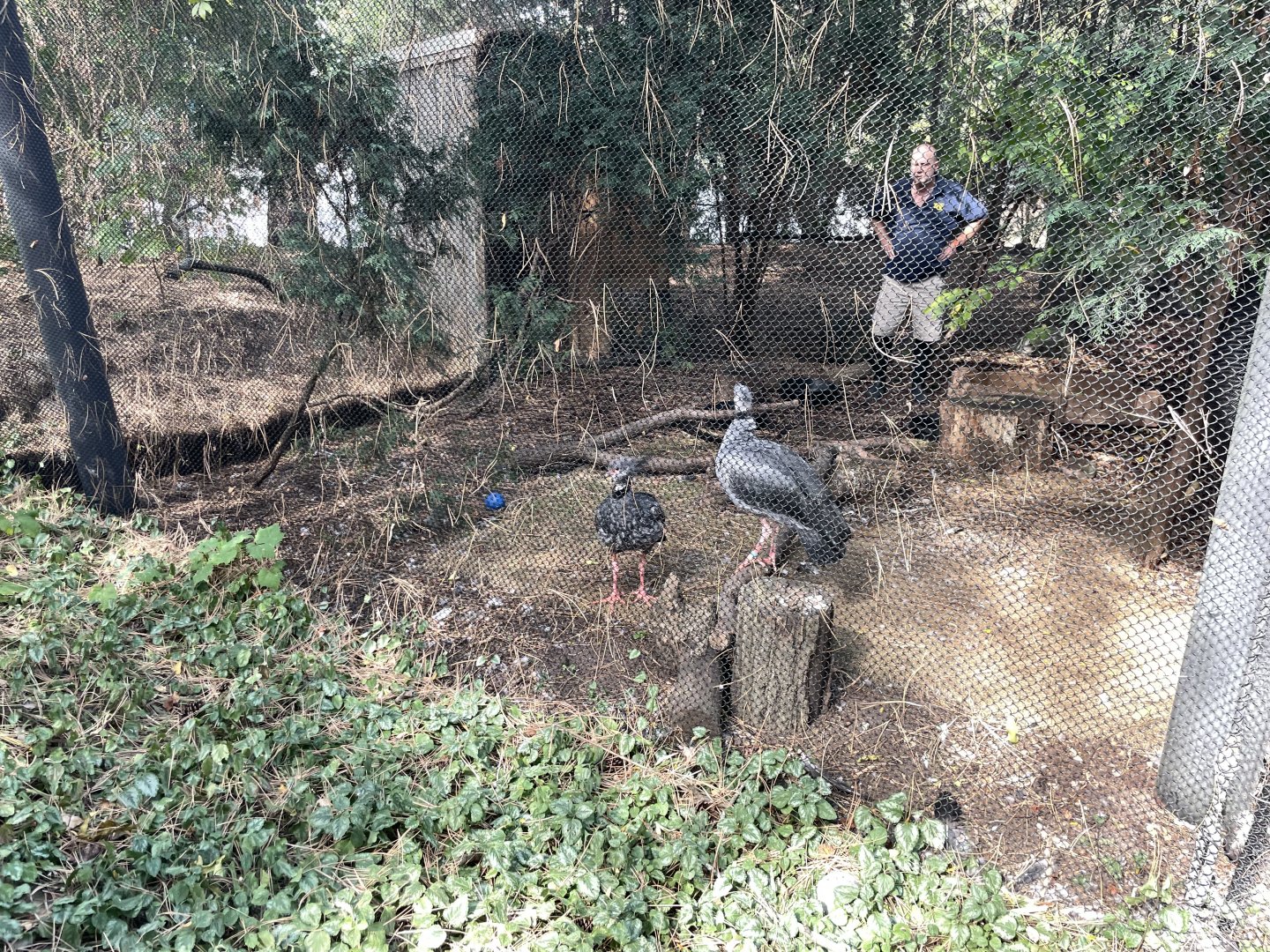 10/11/2024 - Southern Screamers