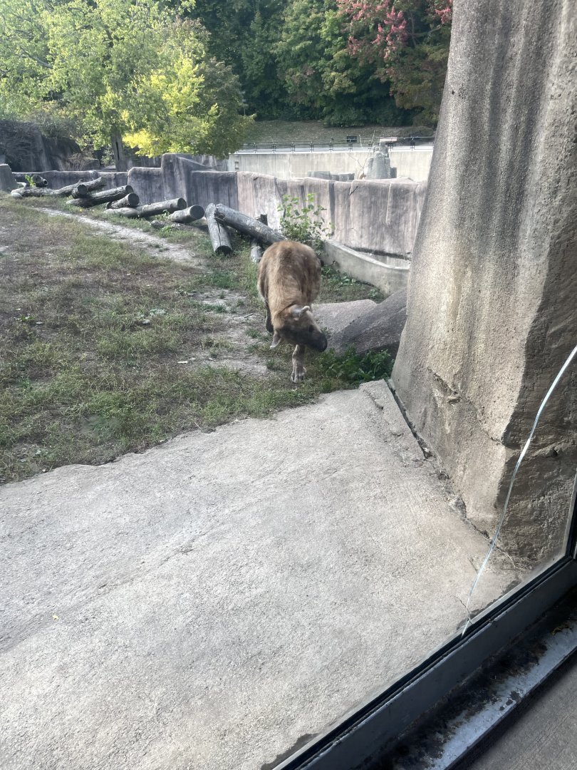 10/11/2024 - Spotted Hyena