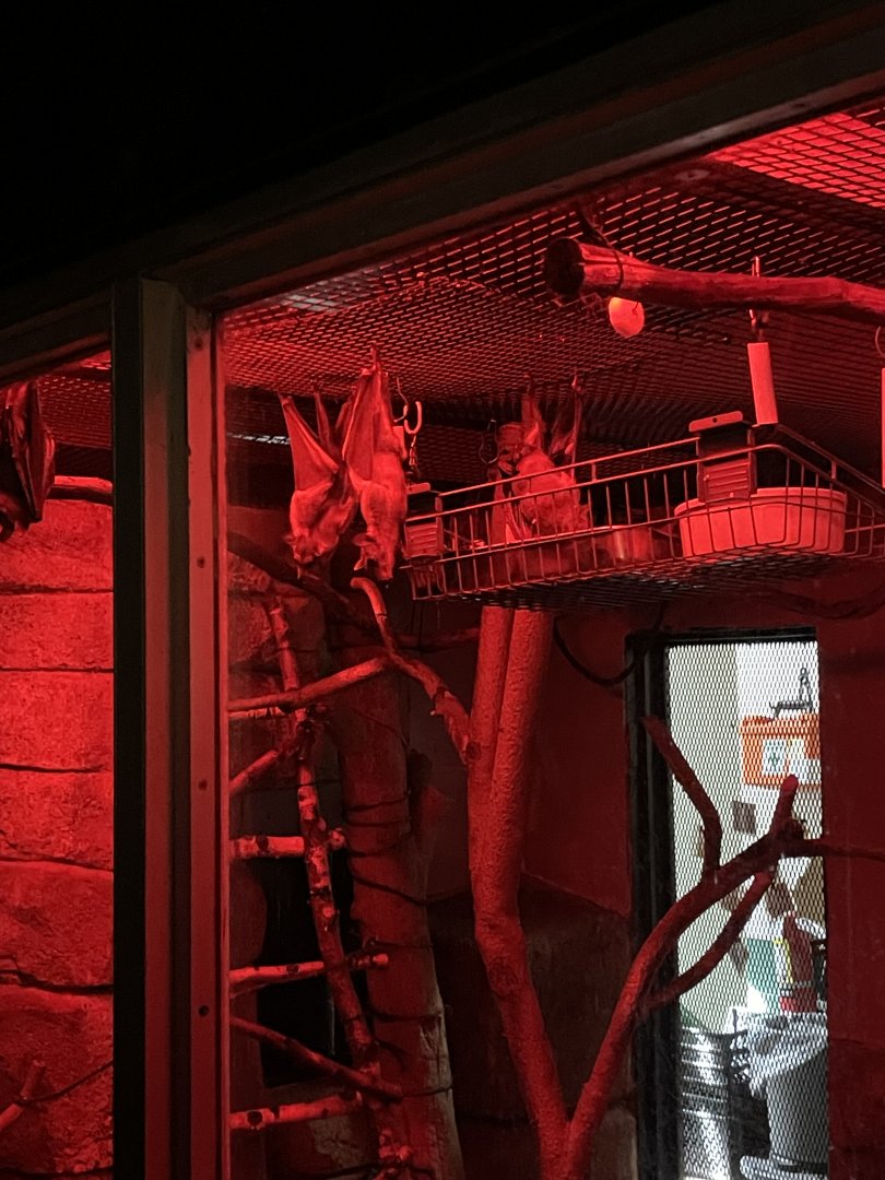 10/11/2024 - Straw-Colored Fruit Bats