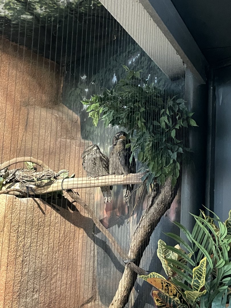 10/11/2024 -  Tawny Frogmouths