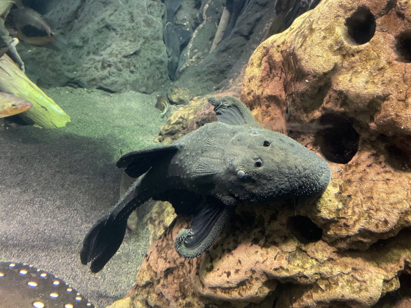 10/15/2024 - Adonis Catfish (Acanthicus adonis)