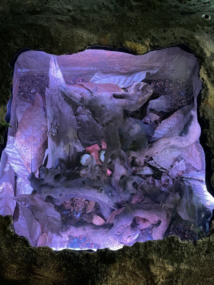 10/15/2024 - Giant Cockroach (Blaberus giganteus) Enclosure