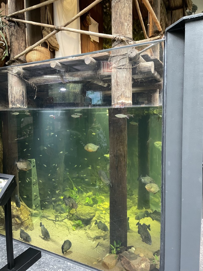 10/15/24 - Amazon River 2