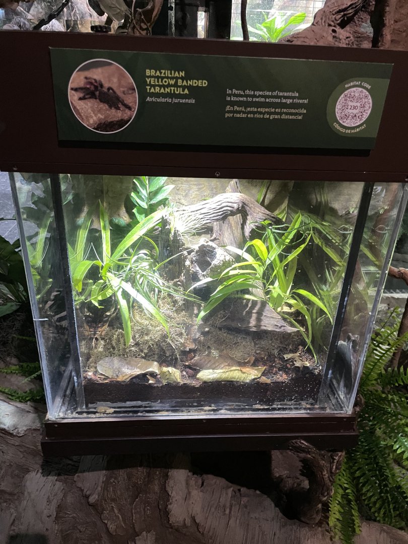 10/15/24 - Brazilian Yellowbanded Tarantula (Avicularia juruensis) Enclosure