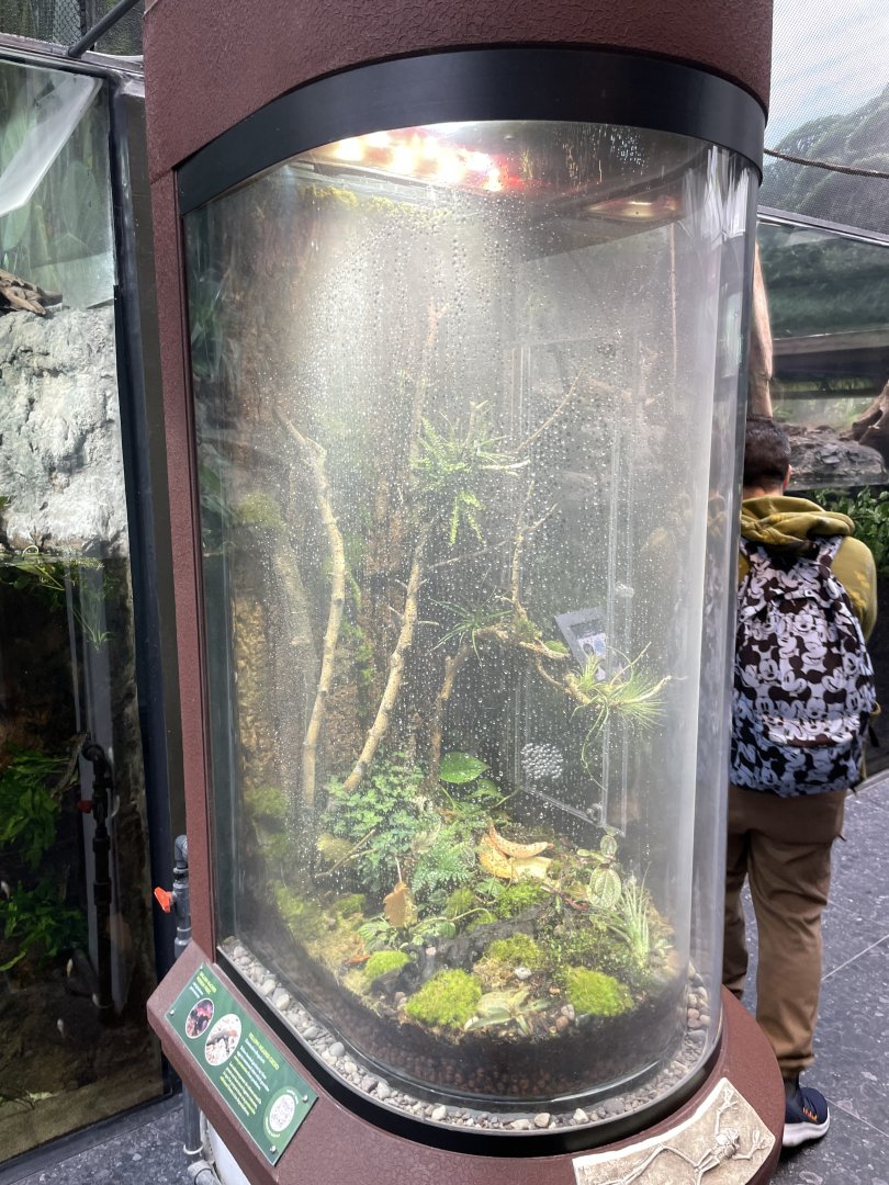 10/15/24 - Dart Frog & Gecko Enclosure