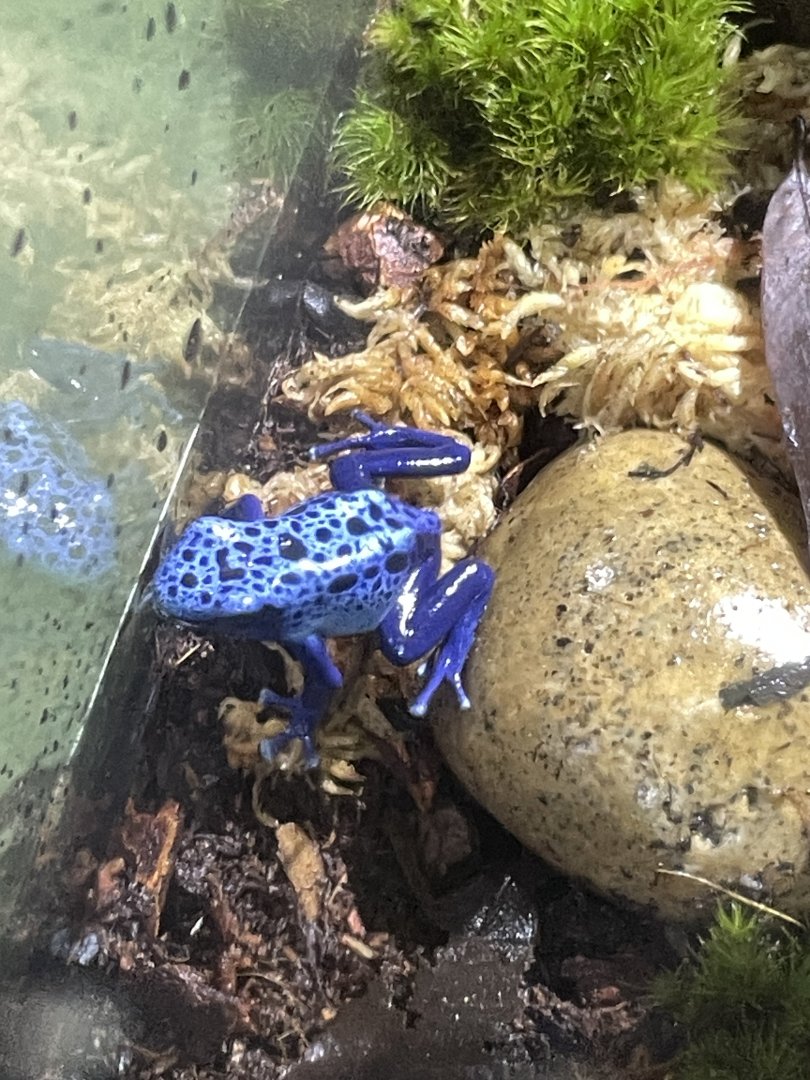 10/15/24 - Dyeing Poison Dart Frog (Dendrobates tinctorius "azureus")