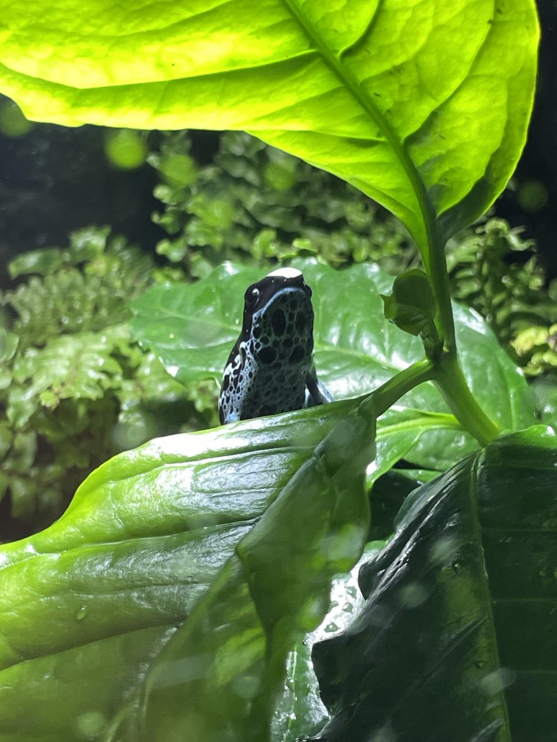 10/15/24 - Dyeing Poison Dart Frog (Dendrobates tinctorius "Powder Blue"?)