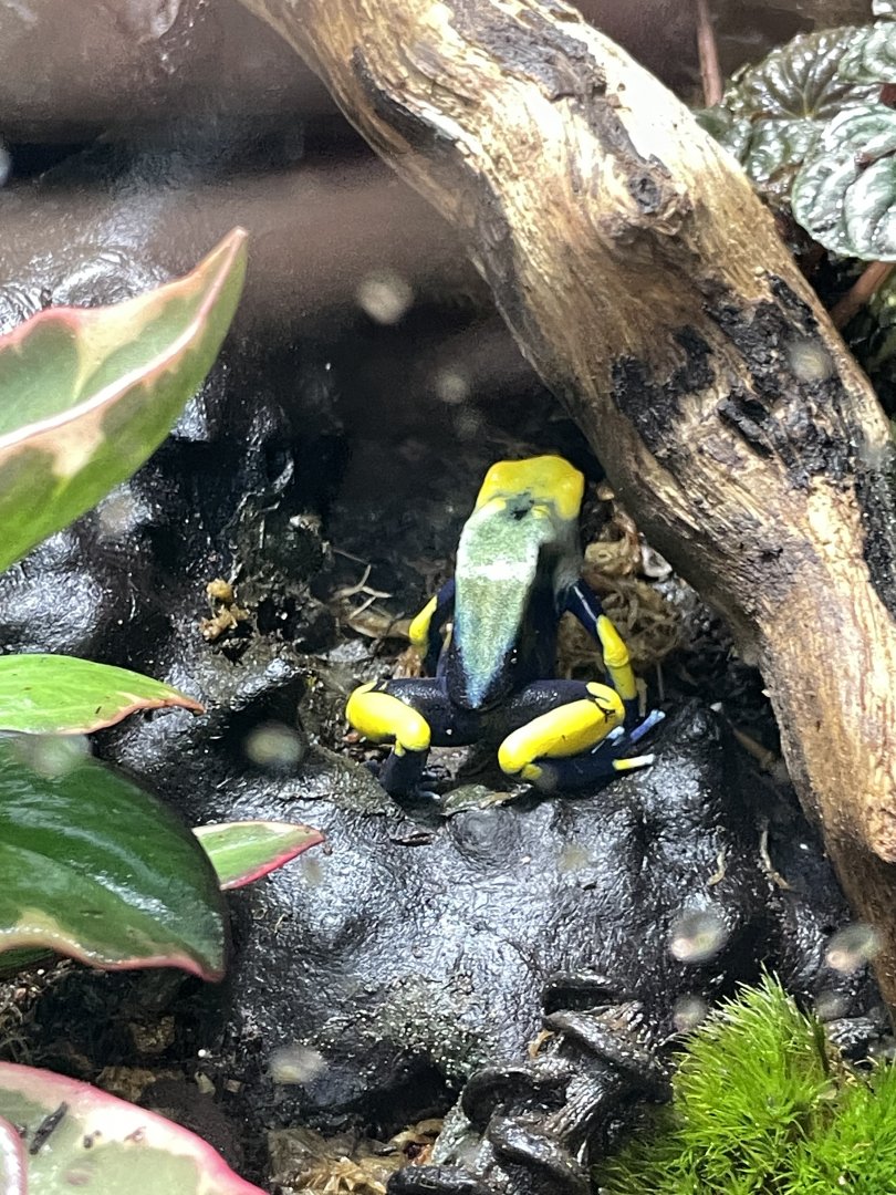 10/15/24 - Dyeing Poison Dart Frog (Dendrobates tinctorius)