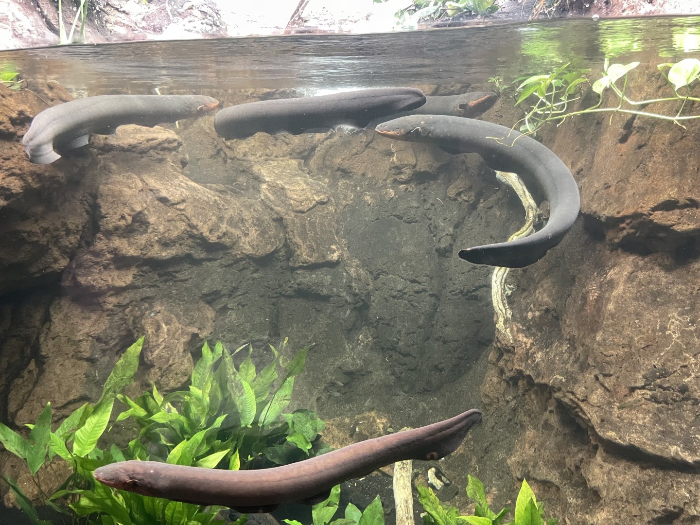 10/15/24 - Electric Eels (Electrophorus varii)