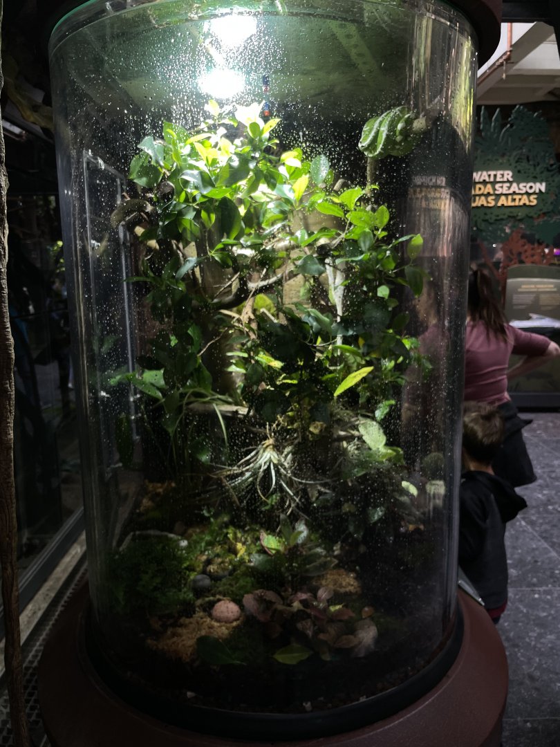 10/15/24 - Emerald Tree Boa Enclosure