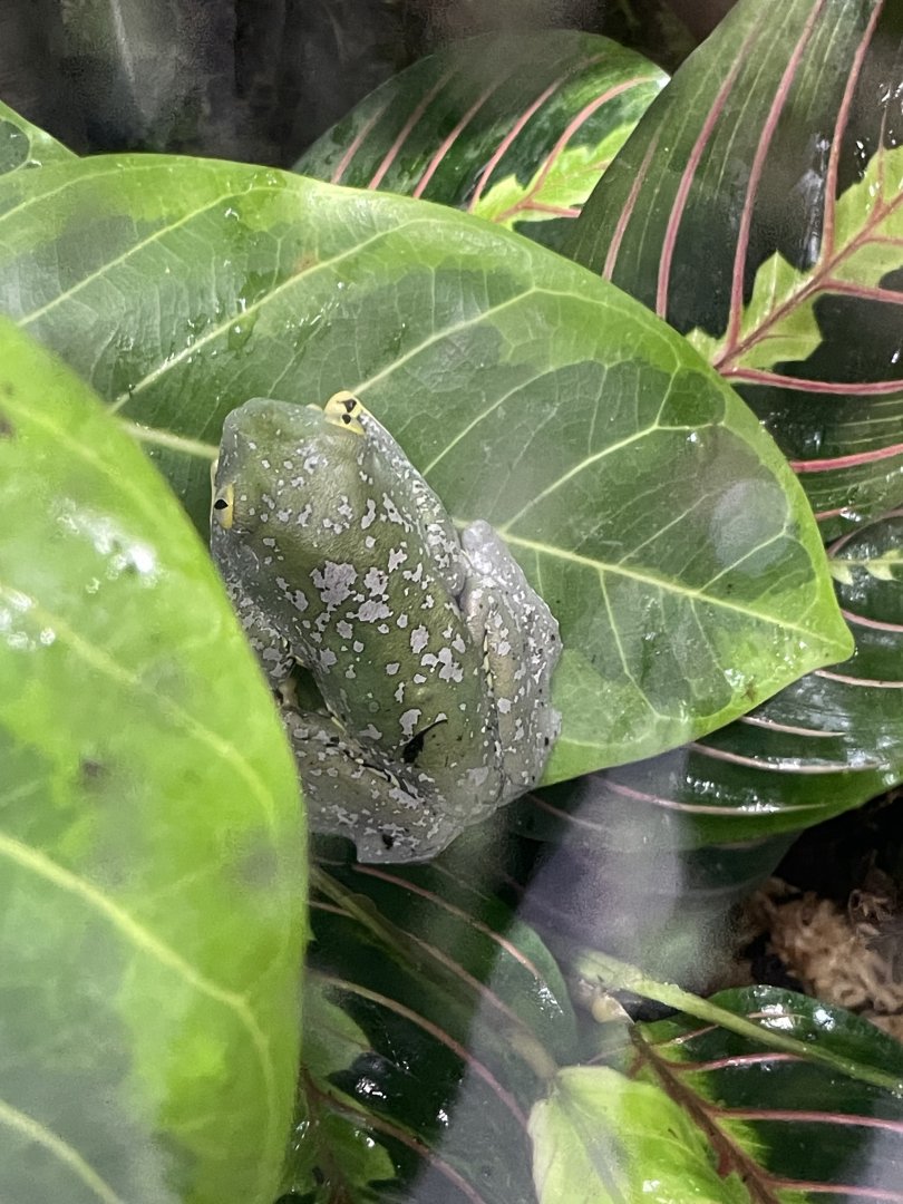 10/15/24 - Fringed Leaf Frog (Cruziohyla craspedopus)