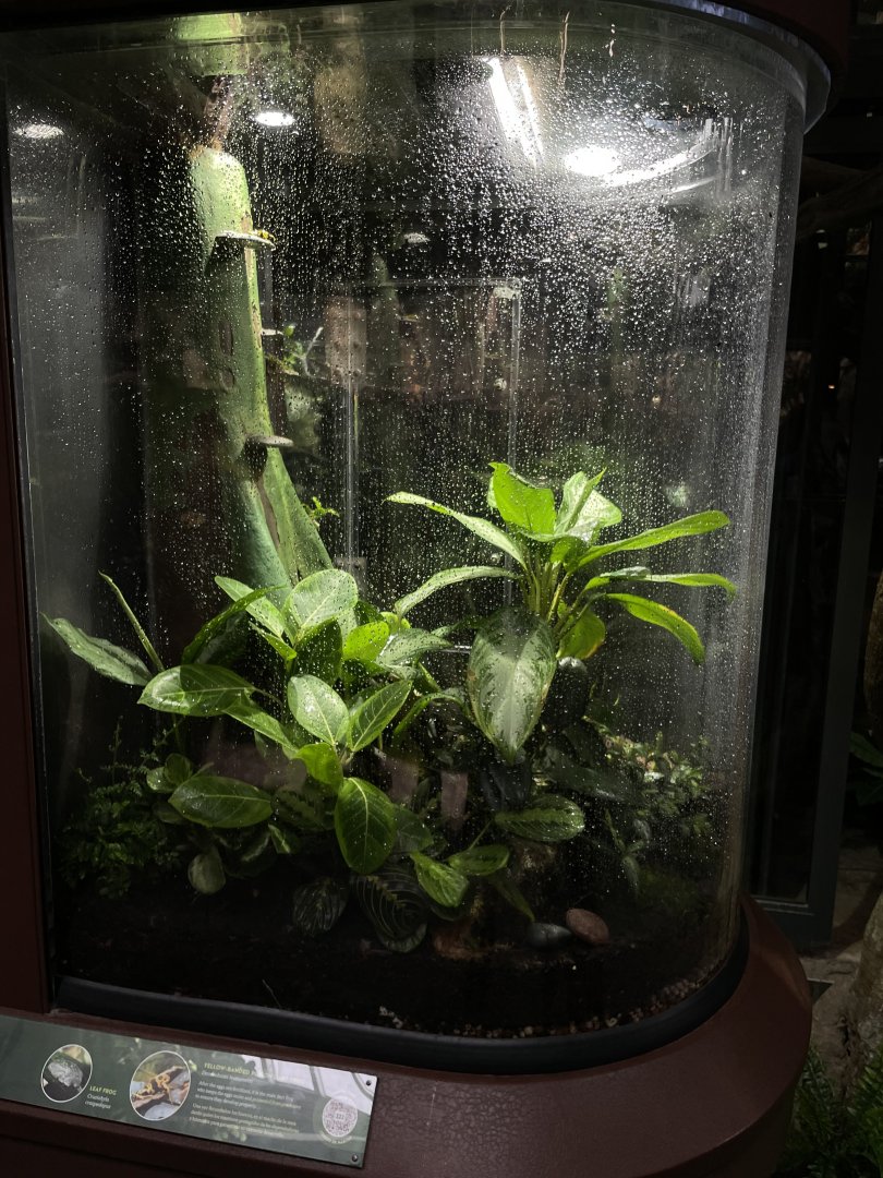 10/15/24 -Fringed Leaf Frog Enclosure