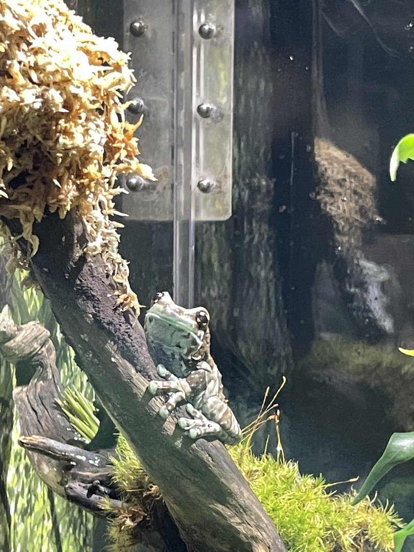 10/15/24 - Mission Golden-Eyed Tree Frog (Trachycephalus resinifictrix)