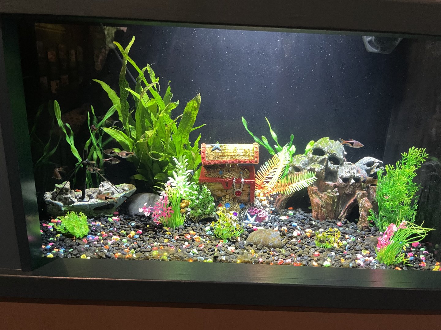 10/15/24 - Pet Store 4