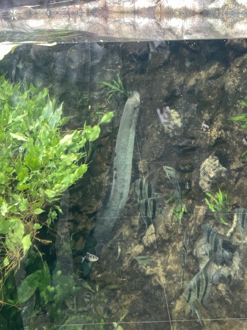 10/15/24 - South American Lungfish (Lepidosiren paradoxa)