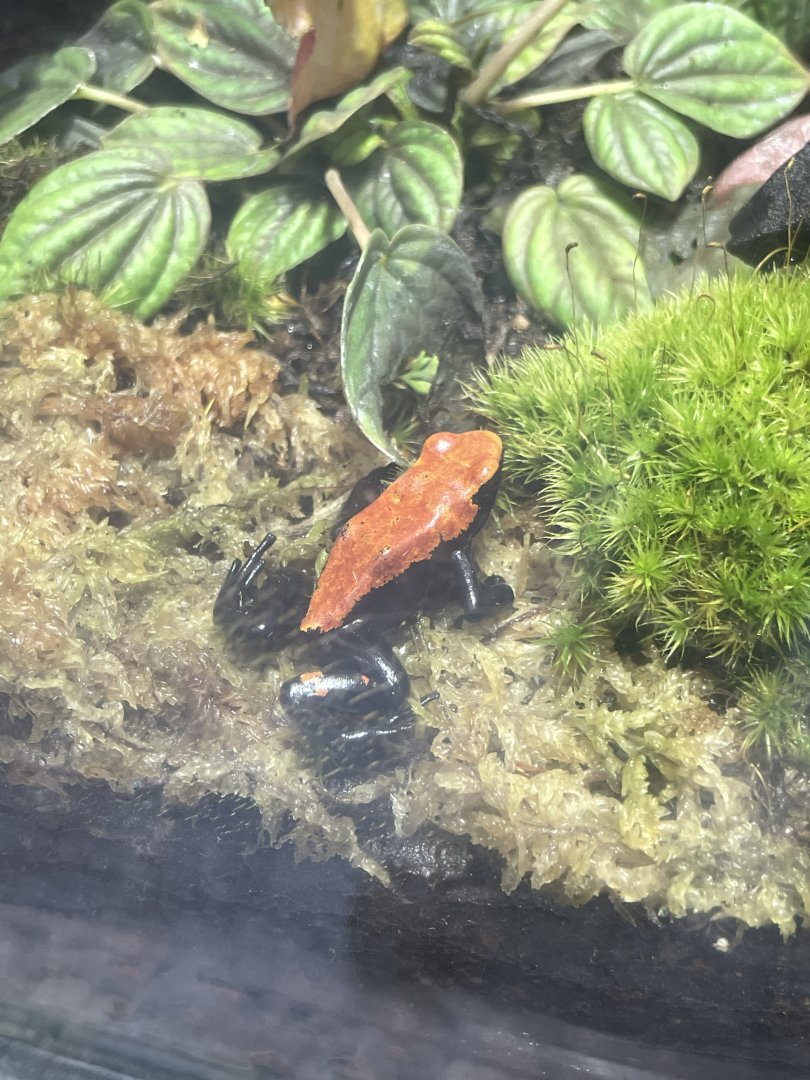 10/15/24 - Splash-Backed Poison Frog