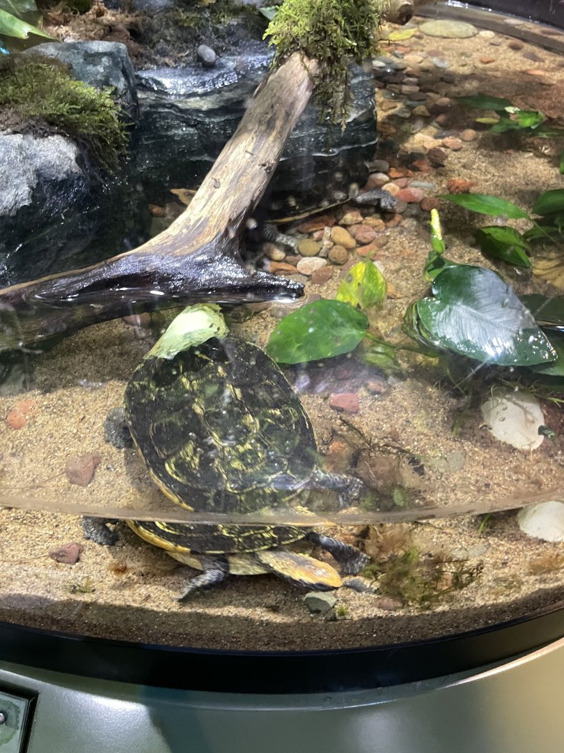 10/15/24 - Twist-Necked Turtle (Platemys platycephala)