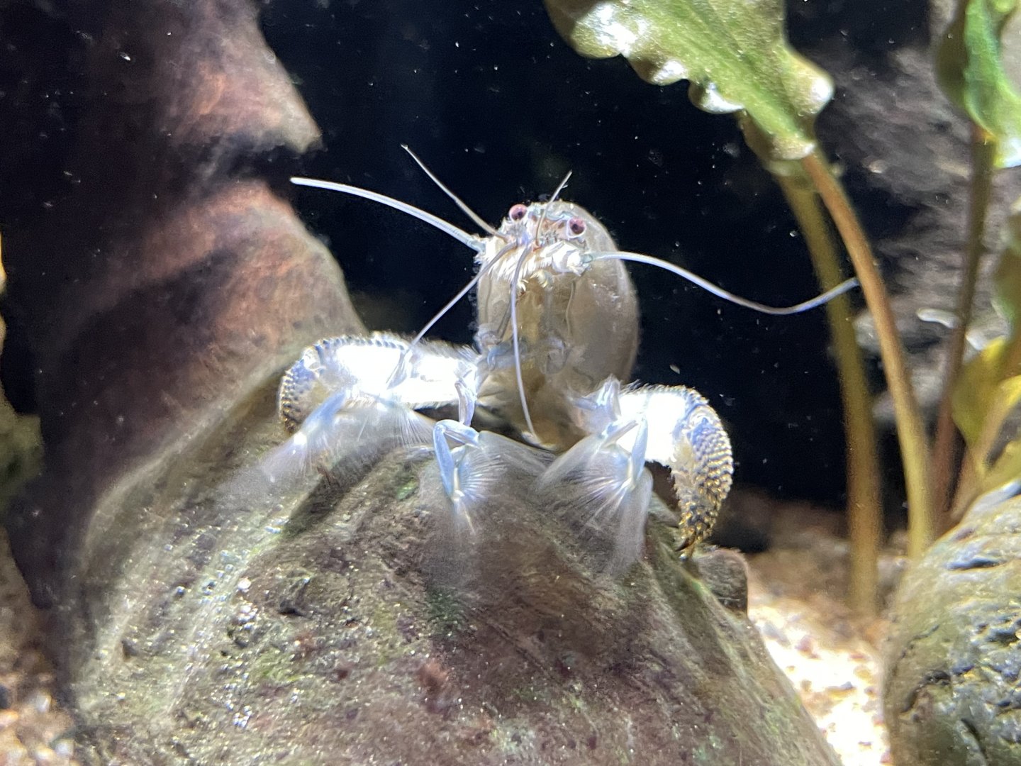 10/15/24 - Vampire Shrimp (Atya gabonensis)
