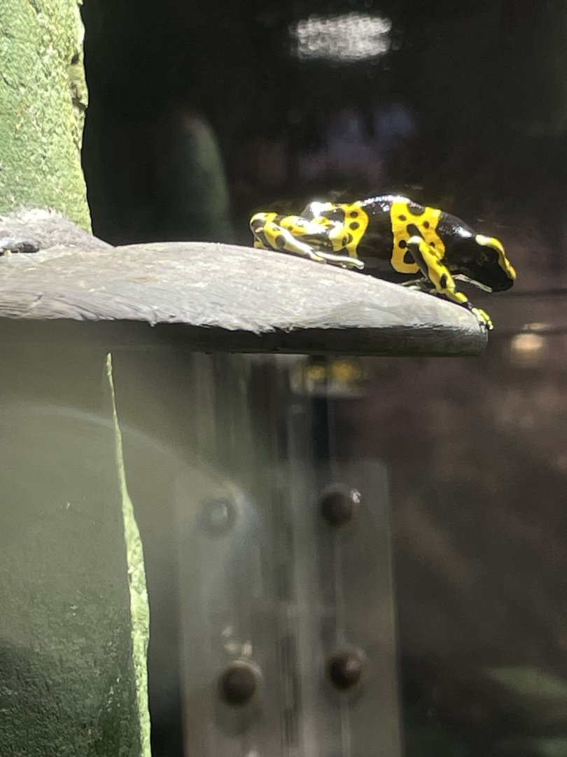 10/15/24 - Yellow-Banded Poison Dart Frog (Dendrobates leucomelas)