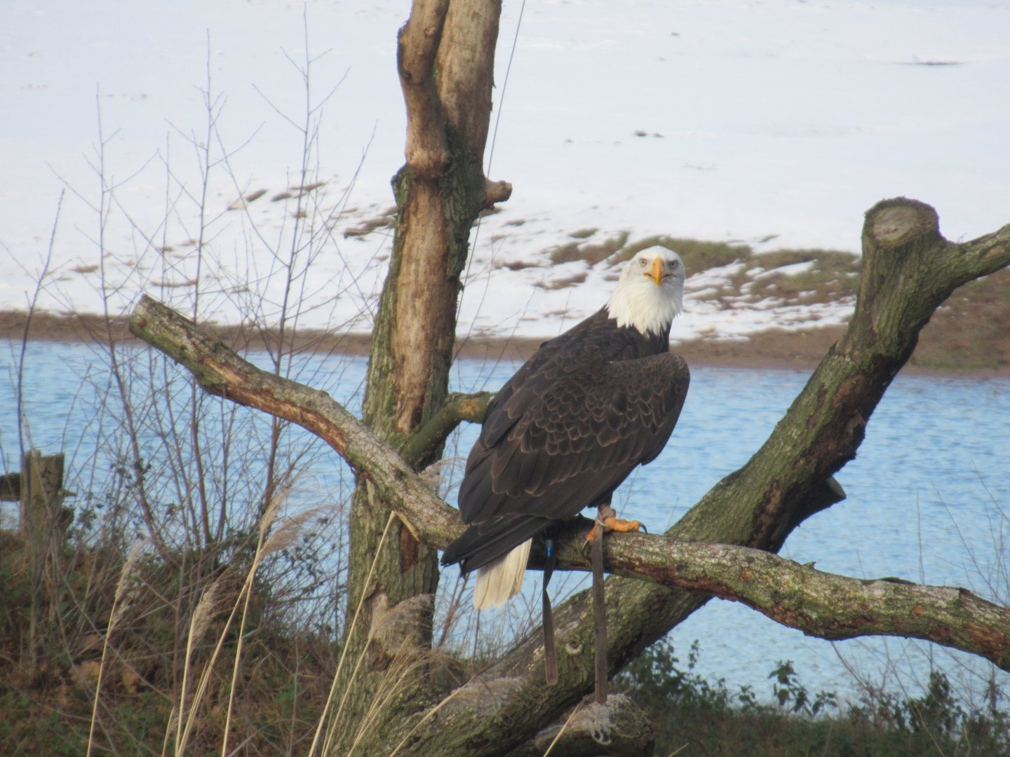 10 2024 - Bald Eagle 'Lady Maya', bird safari