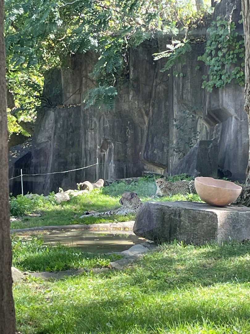 10/4/2025 - The Cheetah Girls