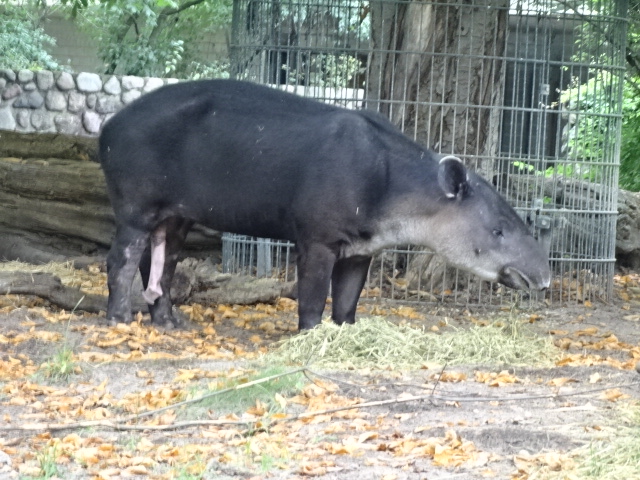 10/8/17 - Baird's tapir