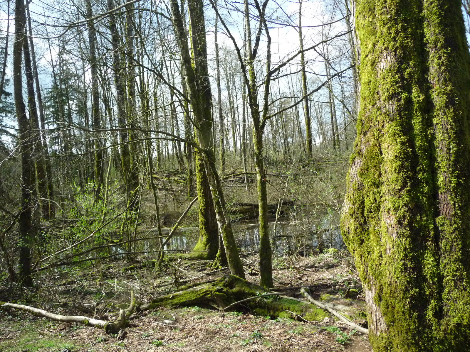 10-Acre Black Bear/Wolf Exhibit