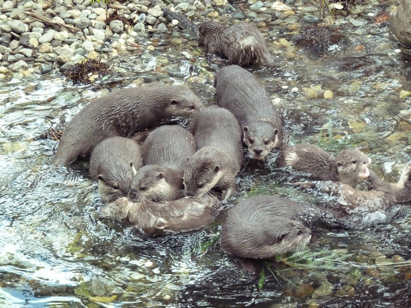10 Asian Small-Clawed Otters!