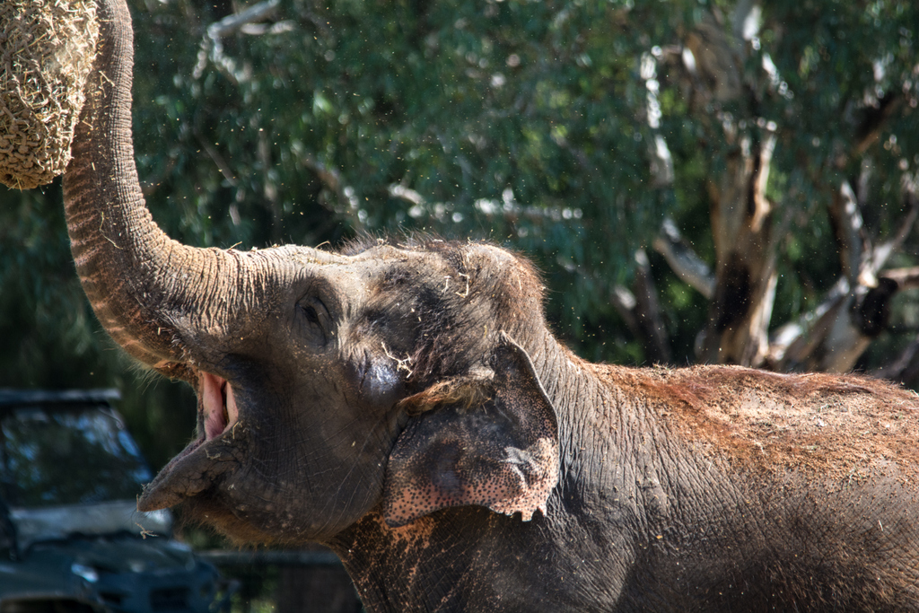 10-Asian_Elephant_TWPZ_-_20140417