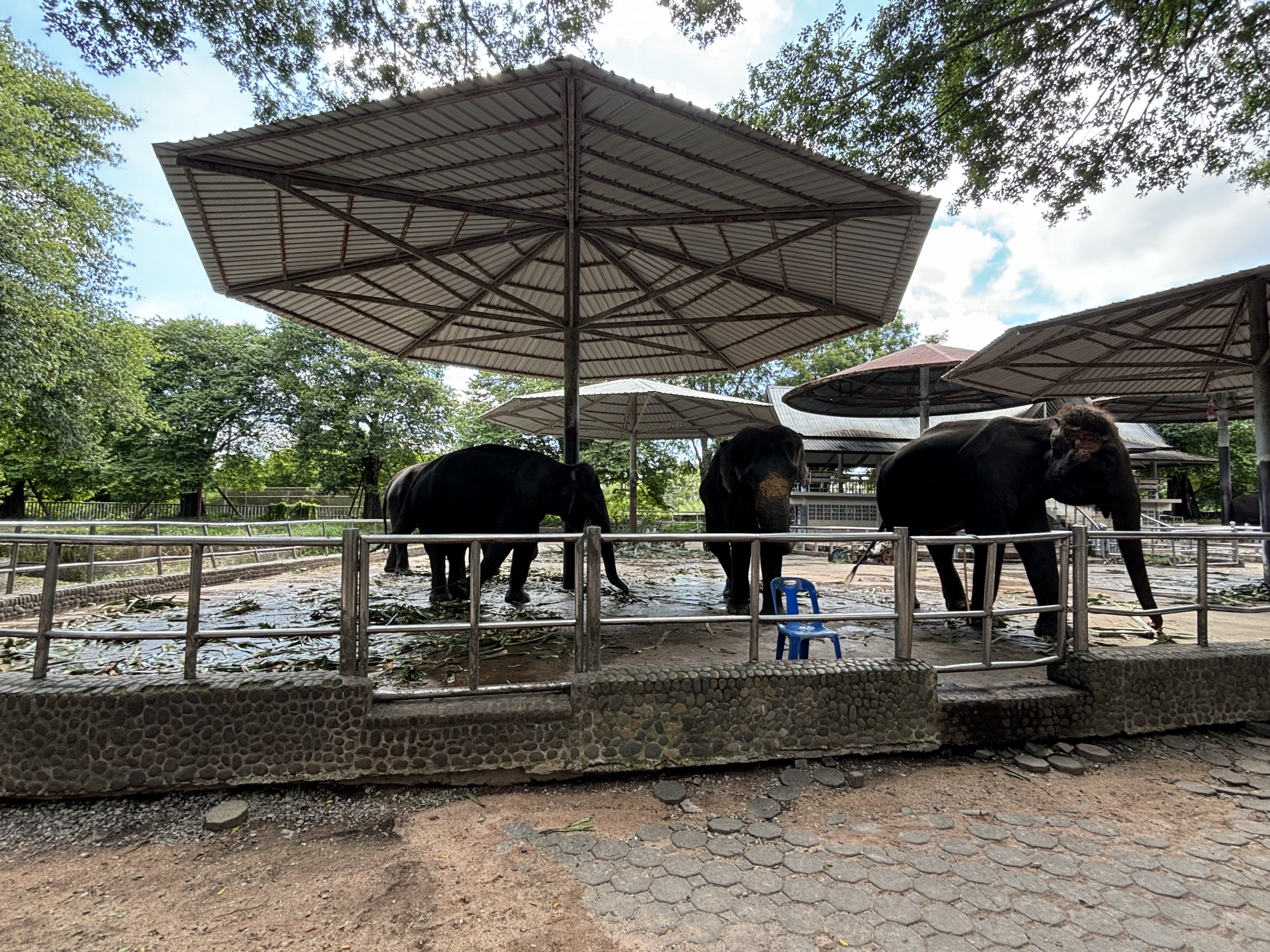 10 Chained Asian Elephants