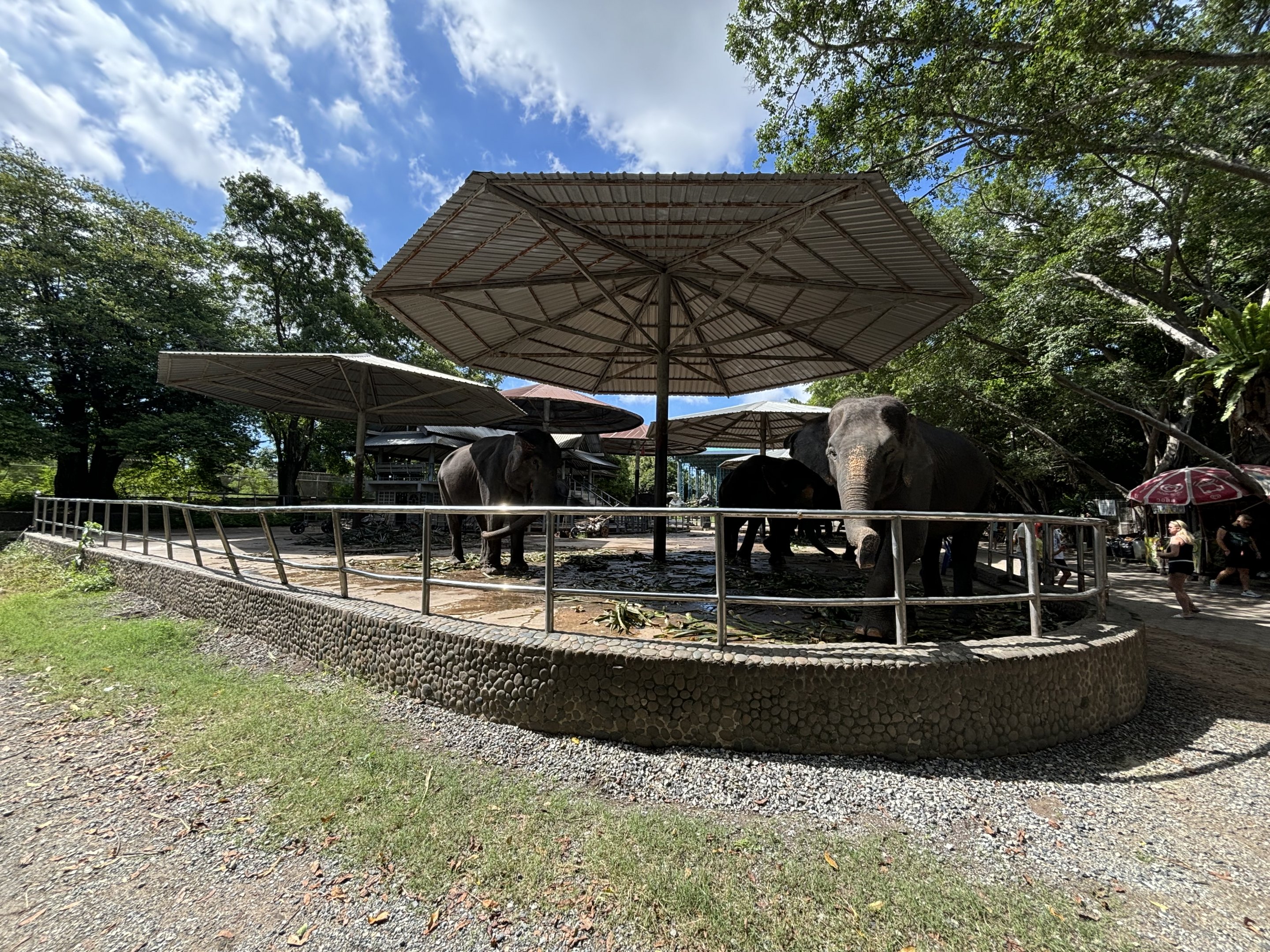 10 Chained Asian Elephants