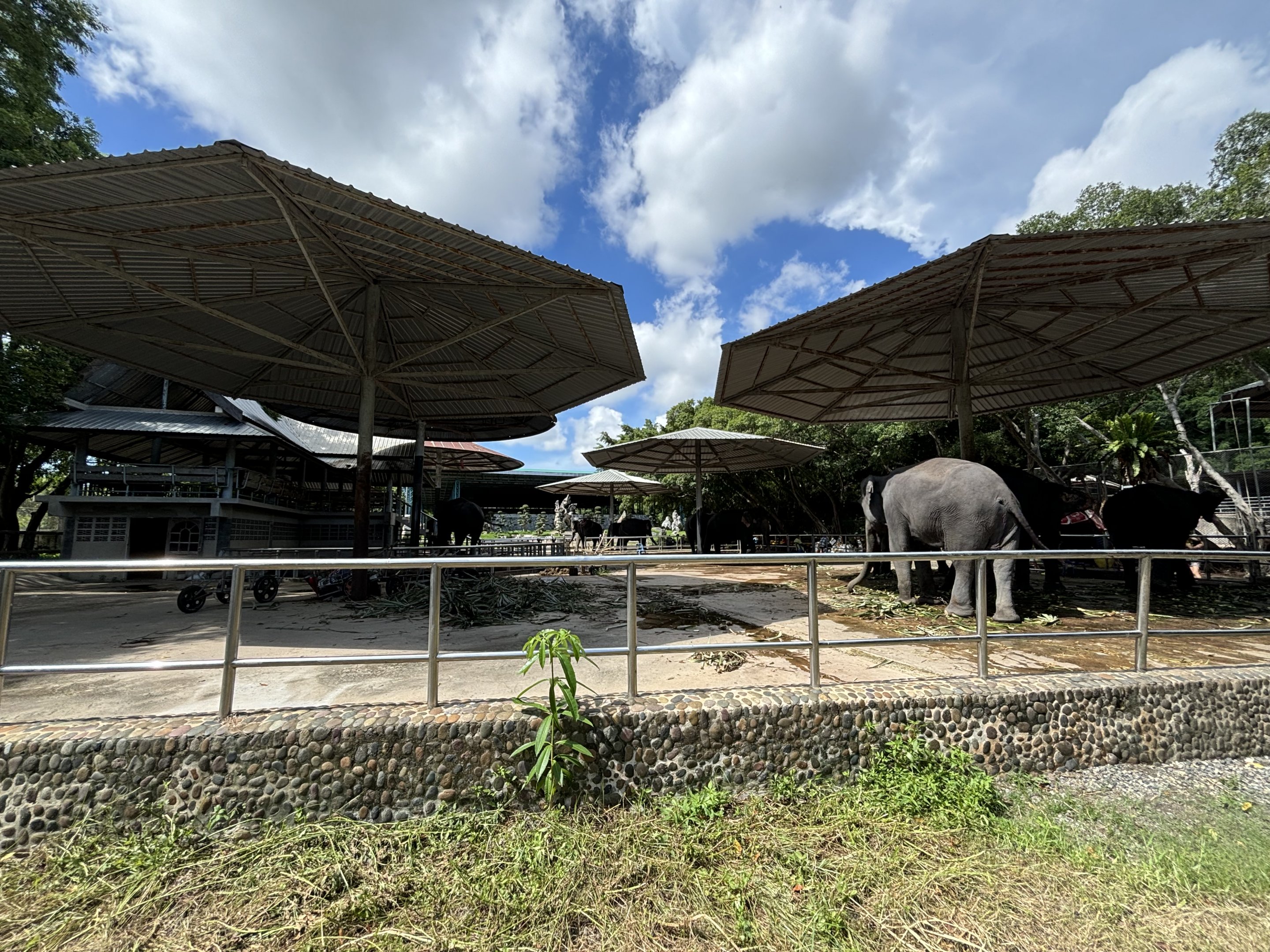 10 Chained Asian Elephants