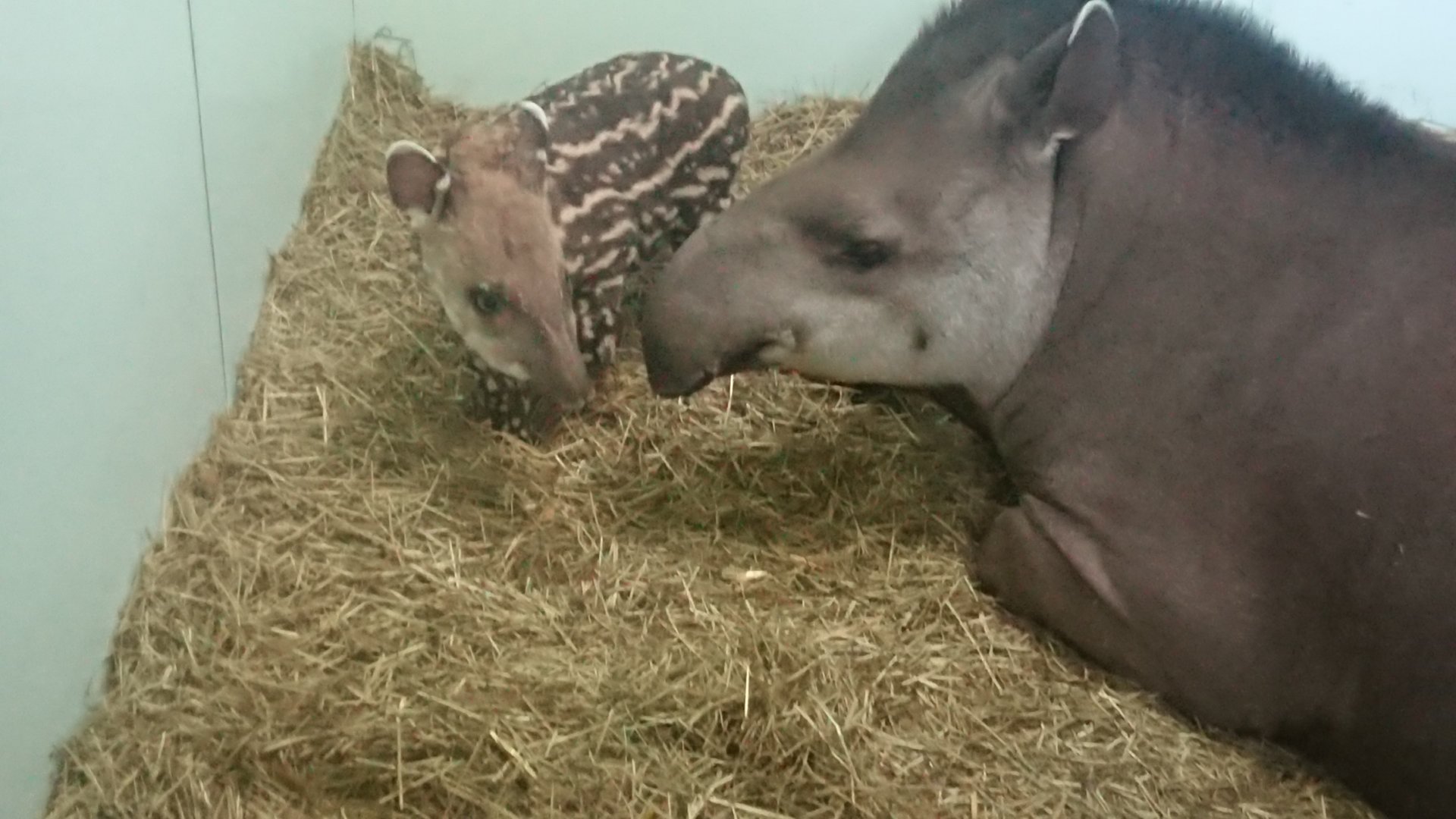 10 Day Old Tapir 8/2/20