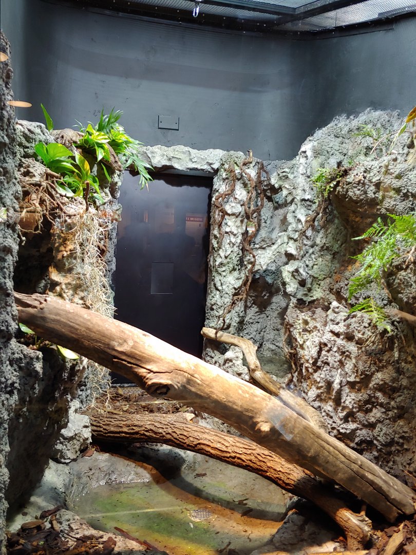 10: dumeril's monitor