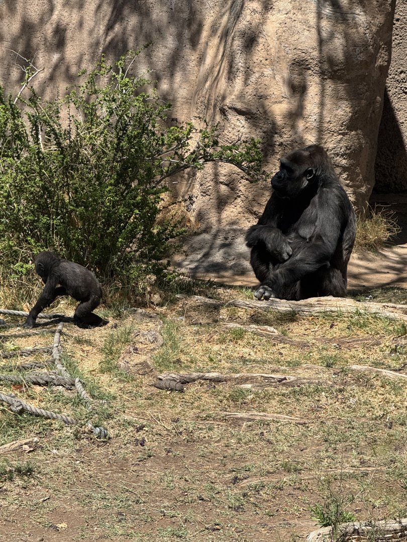 10 month old Gorilla with mom